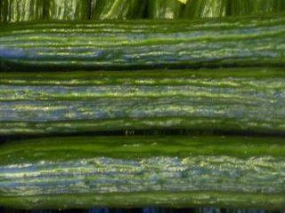 Cetrioli olandesi per pieno campo