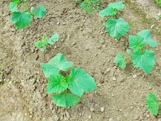 Krūmu pašapputes gurķu šķirnes