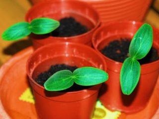 Menanam timun untuk anak benih pada tahun 2021
