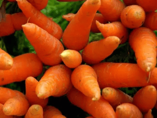 Carrot Gourmet