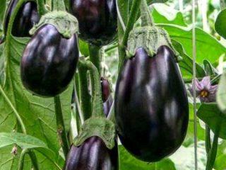 Terung Hitam kacak