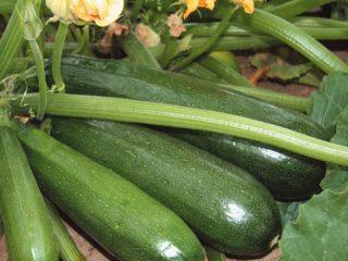 Cukini šķirne Aeronaut