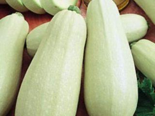 Courgettsdrøm av vertinnen