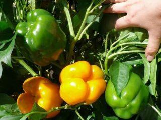 Varhainen paksuseinäinen paprika Moskovan alueelle