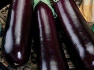 Aubergine Gardener's Dream