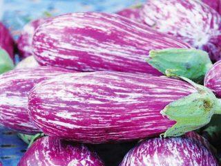 Svītrainais baklažāns ar fotogrāfiju un aprakstu