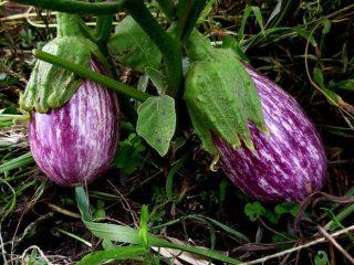 Aubergine sort Matrosik