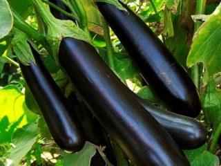 Aubergine sort Lang lilla