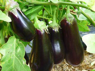 Auberginesorter til åben jord
