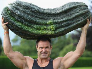 Varianter av stor courgette