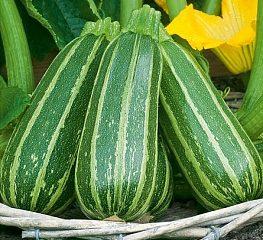 Zucchini Tiger Cub
