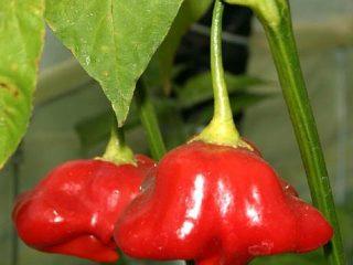 Hot pepper-sorter til indendørs dyrkning