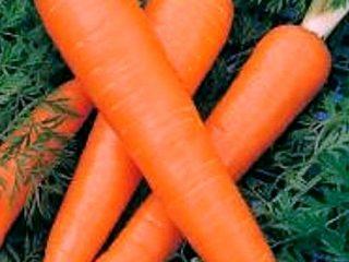 Parhaat pitkien porkkanoiden lajikkeet