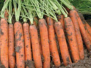 Carrot Napoli F1