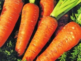 Nectar Musim Sejuk Carrot