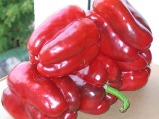 Pipari Hercules
