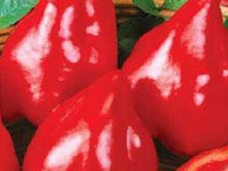Pepper Bull Heart