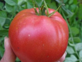 Tomato Kardinal