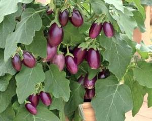 Aubergine medalje