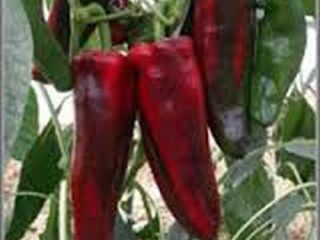 Varieti Lada Panjang Manis Merah