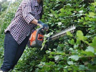 Krūmgriezis: šķirnes un instrumentu izvēle