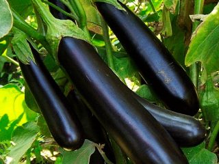 Aubergine Lang Lilla