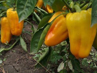 Pepper Gladiator