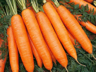 Carrot Baltimore F1