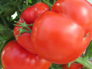 Cap Tomato berbuah besar