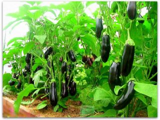 Aubergine Mishutka