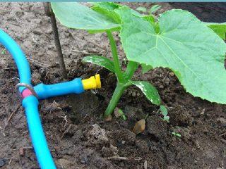 Hvor ofte vanner du agurkplanter