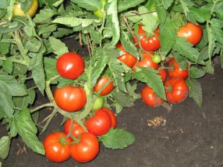 Varieti tomato penentu terbaik untuk rumah hijau