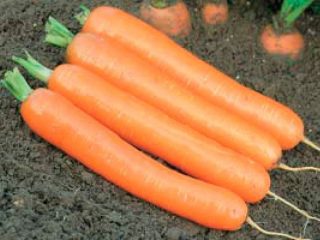 Carrot Dordogne F1