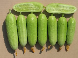 Apa maksud kacukan parthenocarpic timun?
