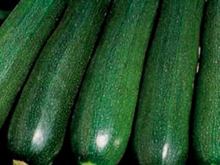 Kesäkurpitsa-kesäkurpitsa: parhaat lajikkeet
