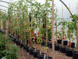 Apakah jenis tomato yang tidak dapat ditentukan