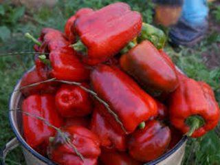 Jenis lada manis yang paling produktif
