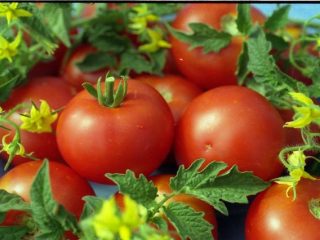 Varieti tomato tidak tentu untuk tanah terbuka