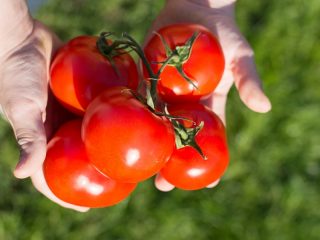 Varieti tomato yang terlalu tinggi