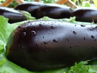 De bedste sorter af aubergine til det centrale Rusland