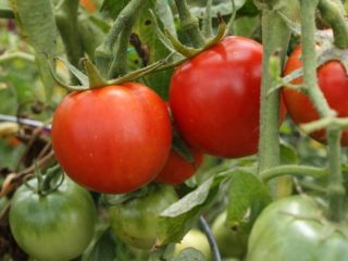Jenis tomato awal