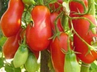 De beste tomatsortene for Sibir