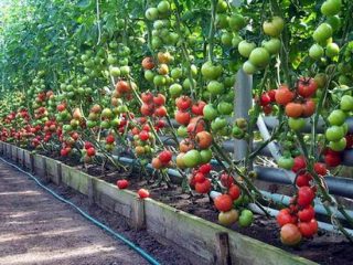 Jenis tomato akhir untuk rumah hijau