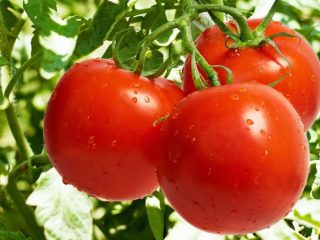 Jenis tomato bukan hibrid