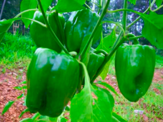 Labākās piparu šķirnes Maskavas reģionam atklātai zemei