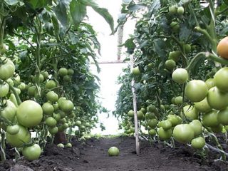 Agrīnās tomātu šķirnes siltumnīcām