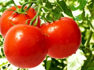 Geriausios anksti sunokstančios pomidorų veislės