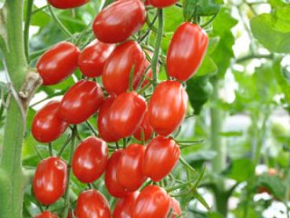 Jenis tomato terbaik untuk wilayah Rostov