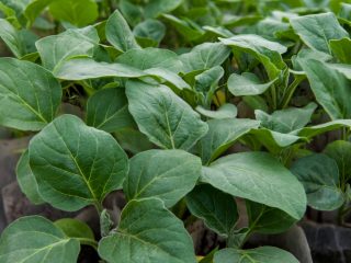 Såning af aubergine til kimplanter
