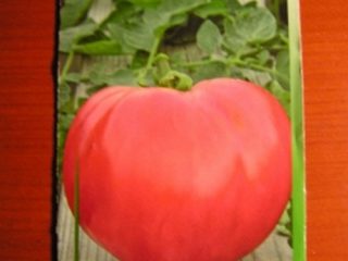 Paus Pink Tomato